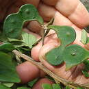 Sivun Abarema jupunba (Willd.) Britton & Killip kuva