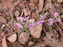 Image of Hovea heterophylla Hook. fil.