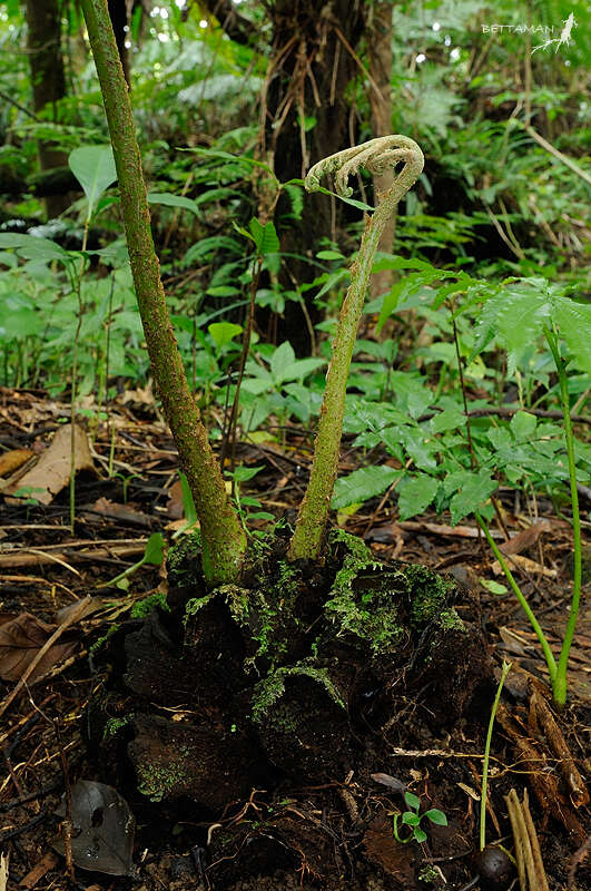 Image of Ptisana pellucida (C. Presl) Murdock