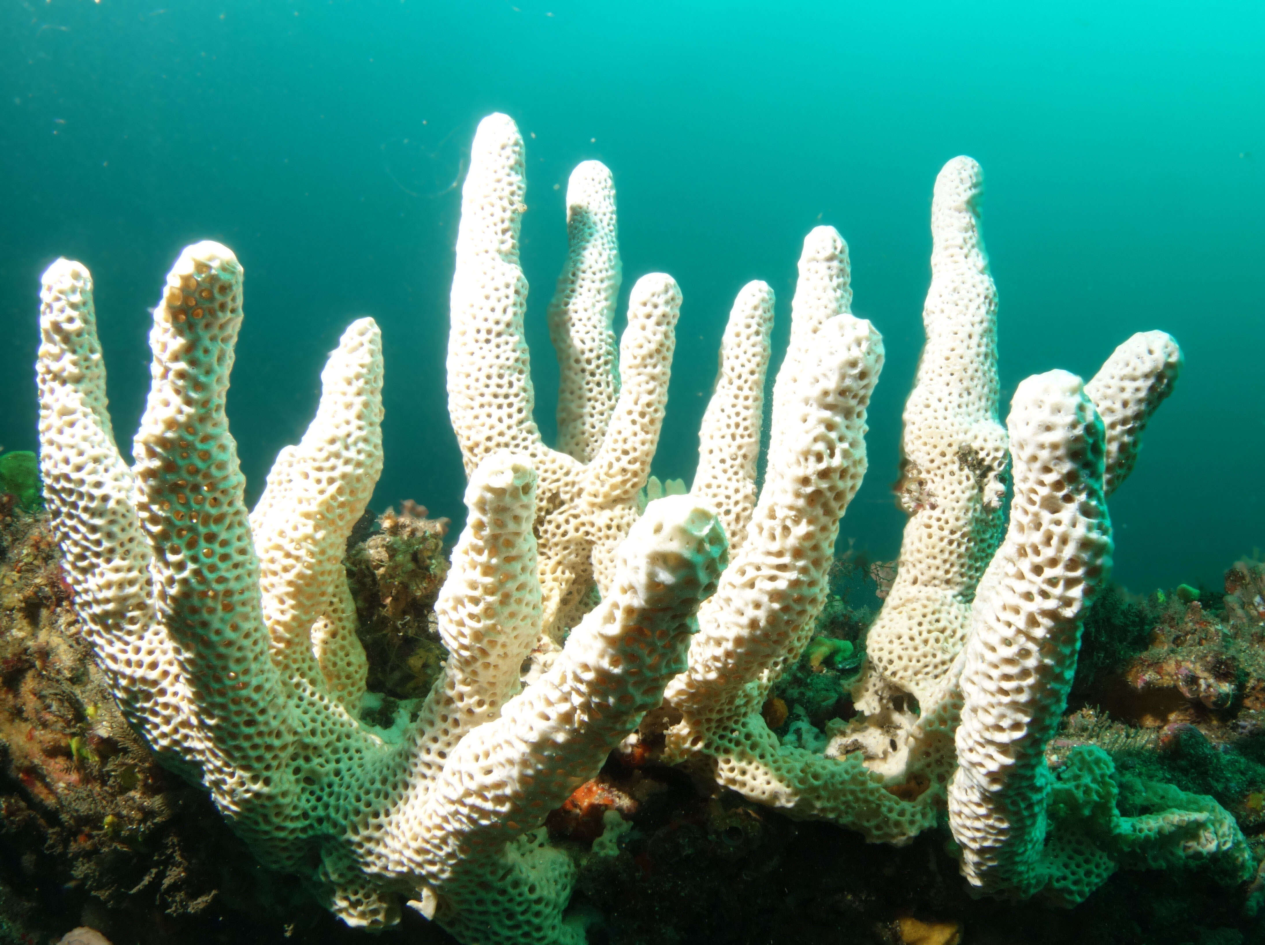 Image of sponges