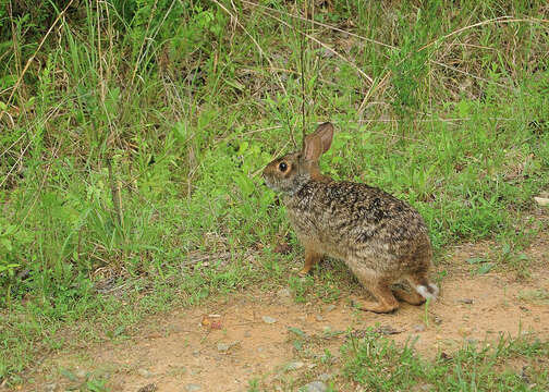 Imagem de Sylvilagus floridanus (J. A. Allen 1890)