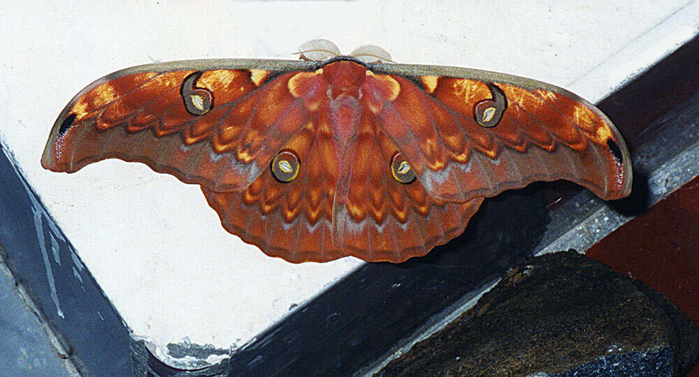 Image of Antheraea subgen. Antheraea Hübner (1819)