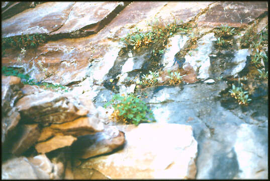 Image of Mancos columbine