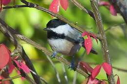 Image of Chickadee