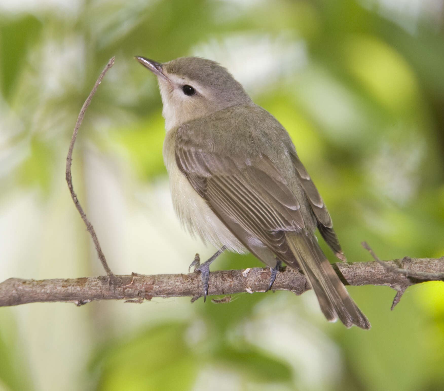 Слика од Vireo Vieillot 1808