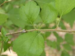 Image of green hawthorn