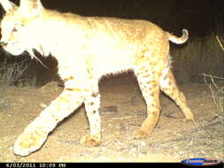 Image of Mexican bobcat