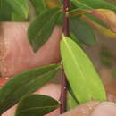 Image of Heart-leaf polygala