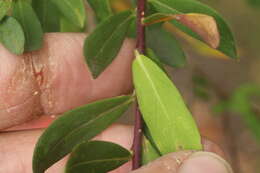 Image of Heart-leaf polygala