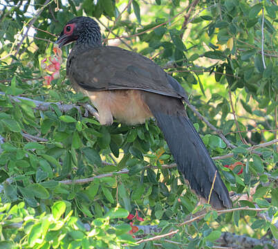 Слика од Ortalis poliocephala (Wagler 1830)