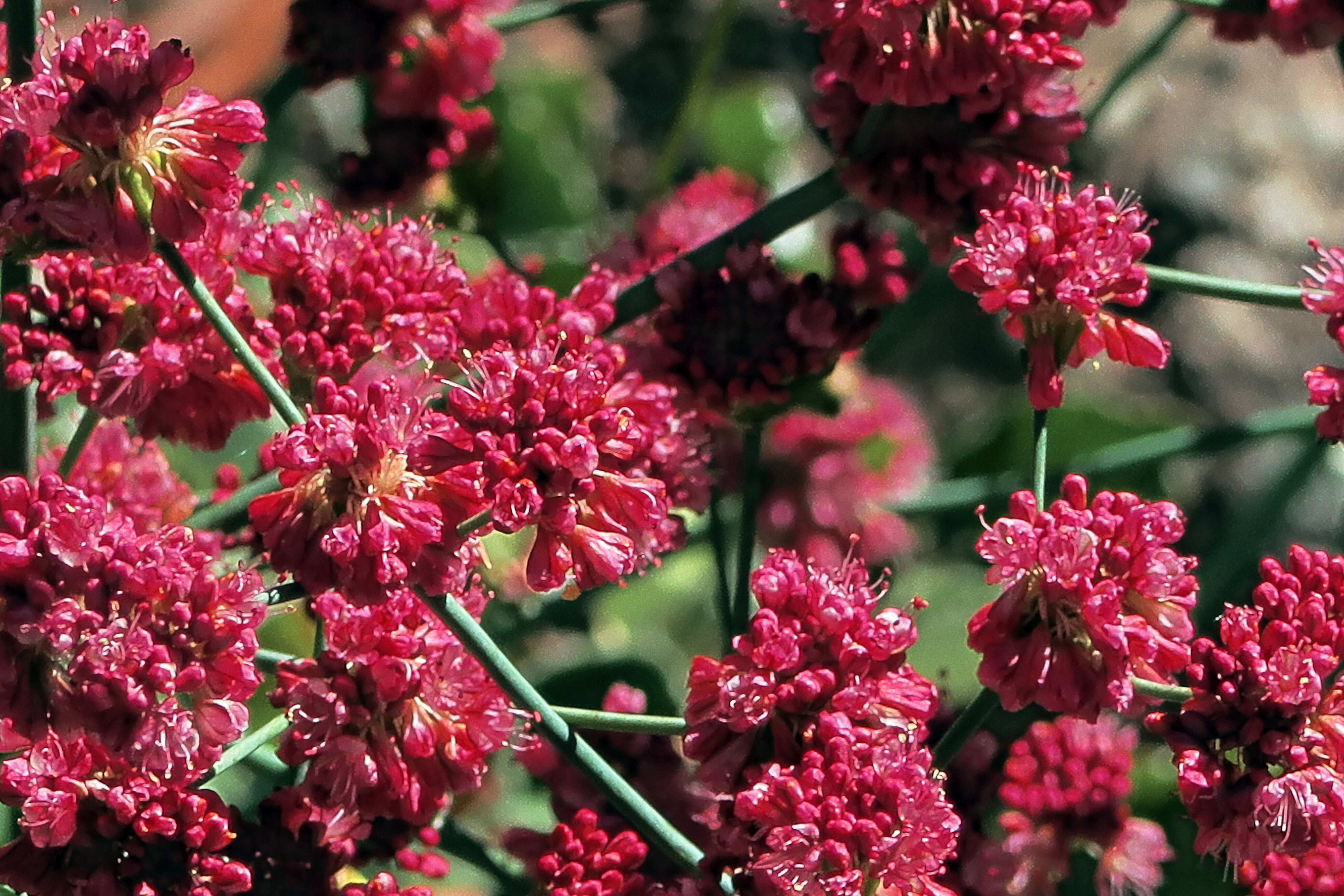 Imagem de Eriogonum grande Greene