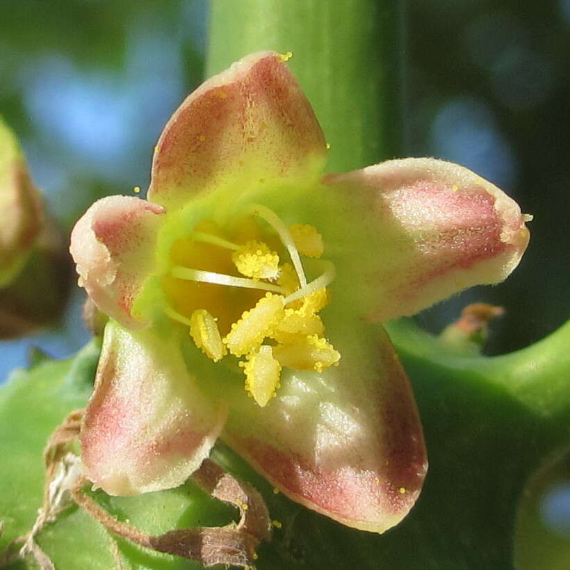 Image of cassava