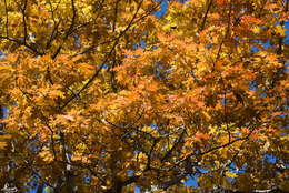 Image of Northern Red Oak