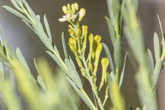 Image of milkwort