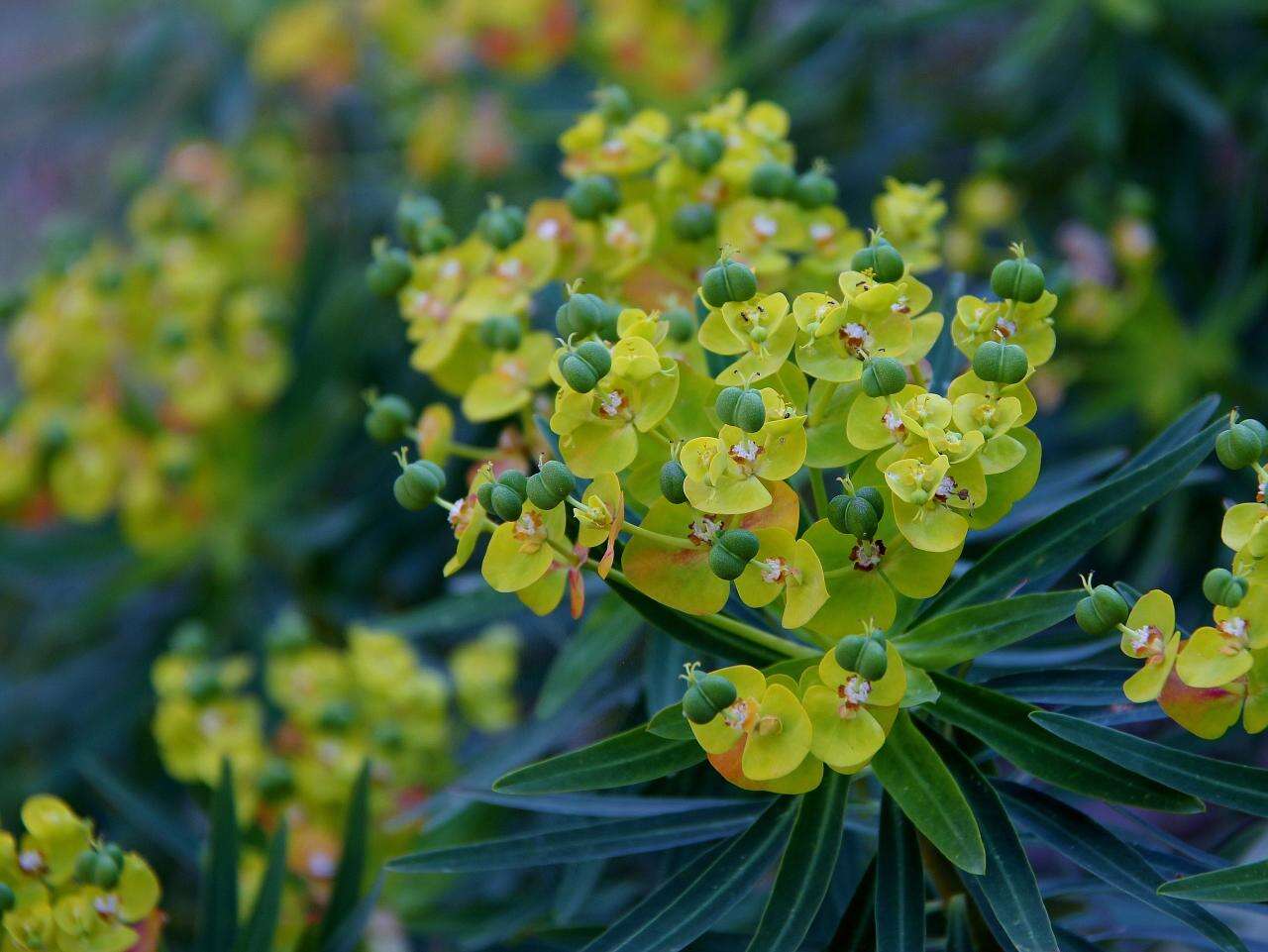 Слика од Euphorbia dendroides L.