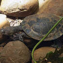 Image of Argentine snake-necked turtle
