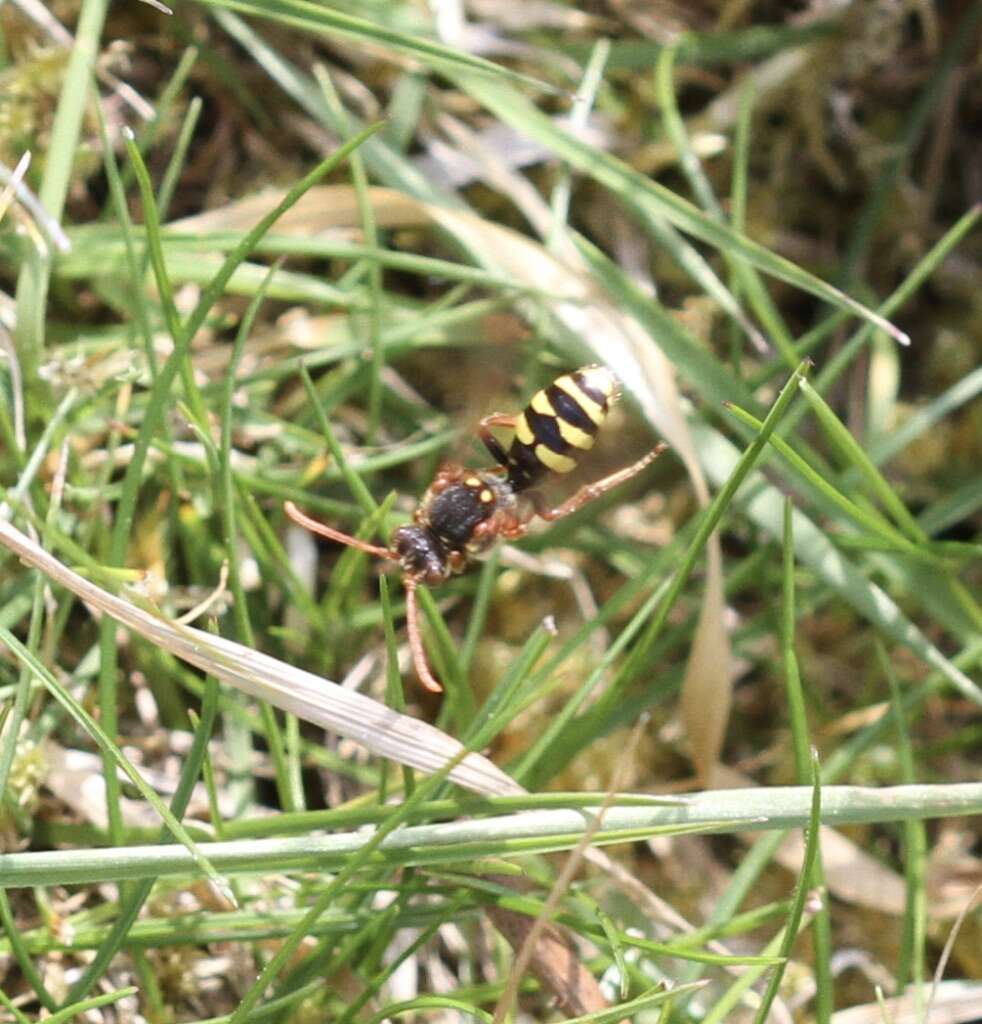 Image of Nomada flavopicta (Kirby 1802)