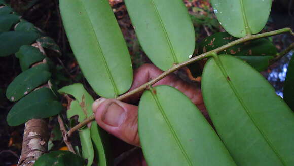 Image of Marcgravia coriacea Vahl