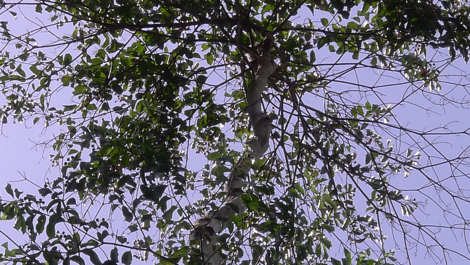 Plancia ëd Cordia acutifolia Fresen.