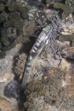 Image of Freckled goby