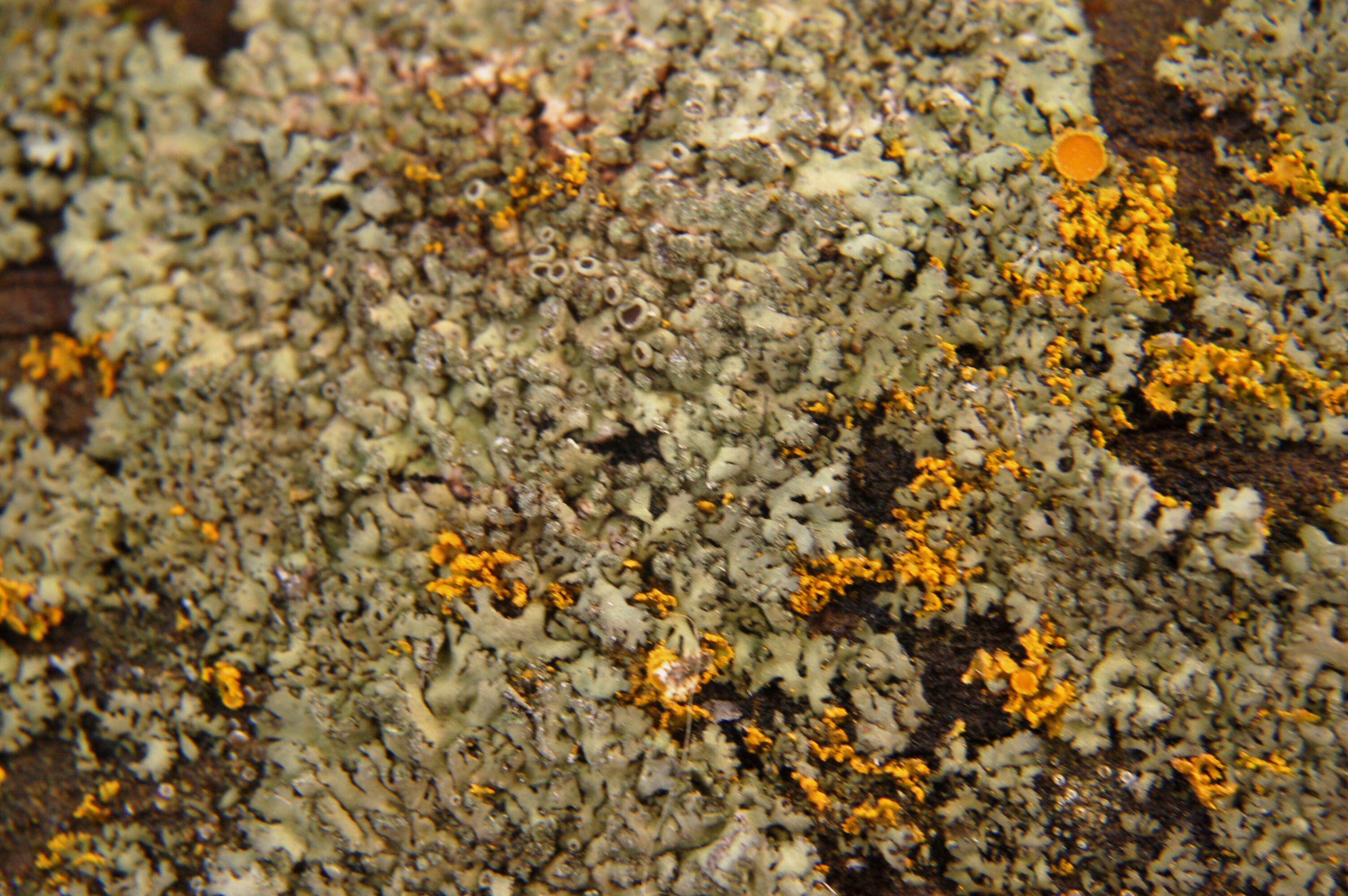 Image of wreath lichen