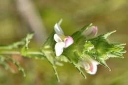 Image of Mediterranean lineseed