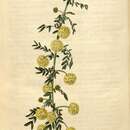 Image of Acacia nigricans (Labill.) R. Br.