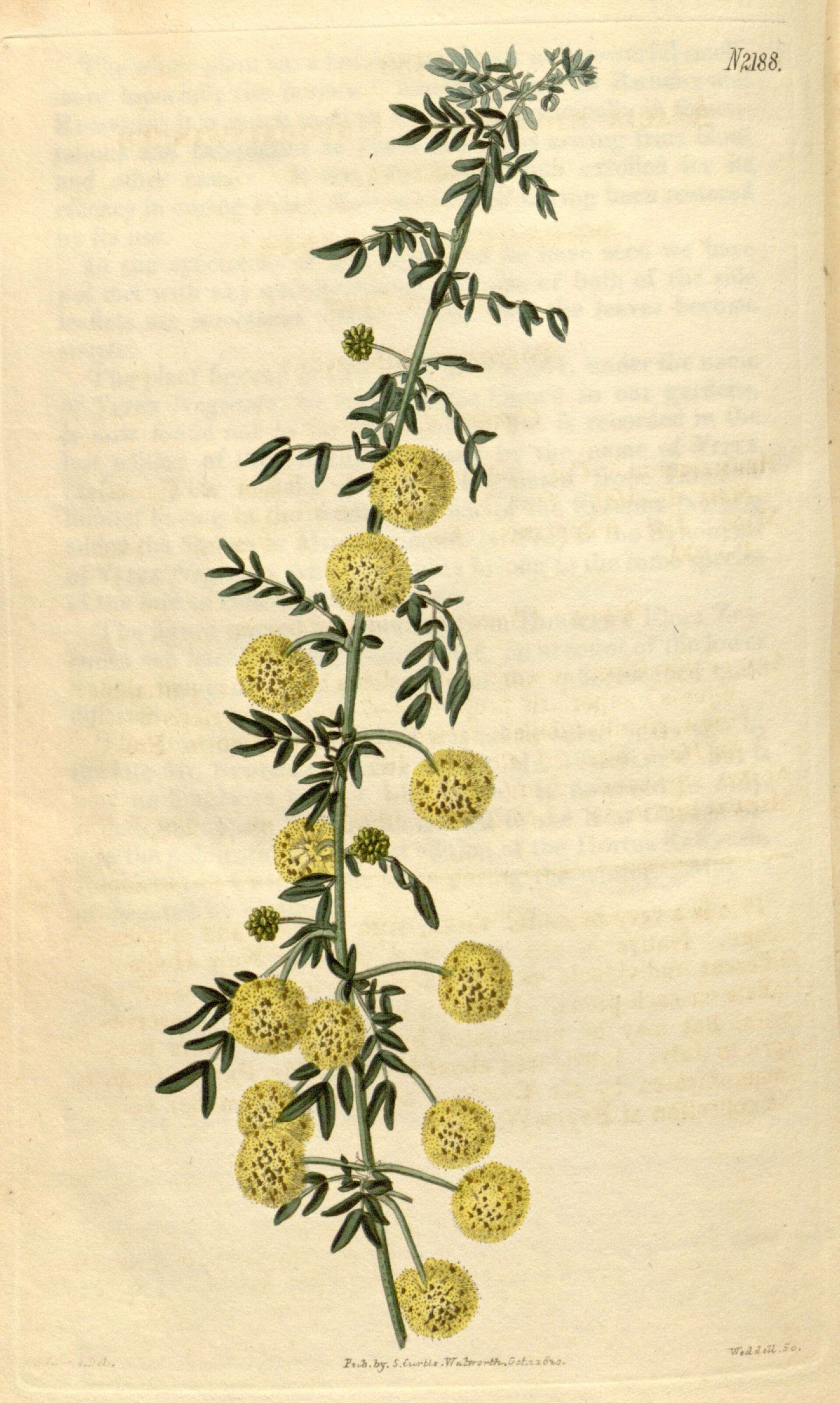 Plancia ëd Acacia nigricans (Labill.) R. Br.