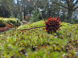 Image of American Sweetgum