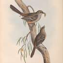 Imagem de Drymodes brunneopygia Gould 1841