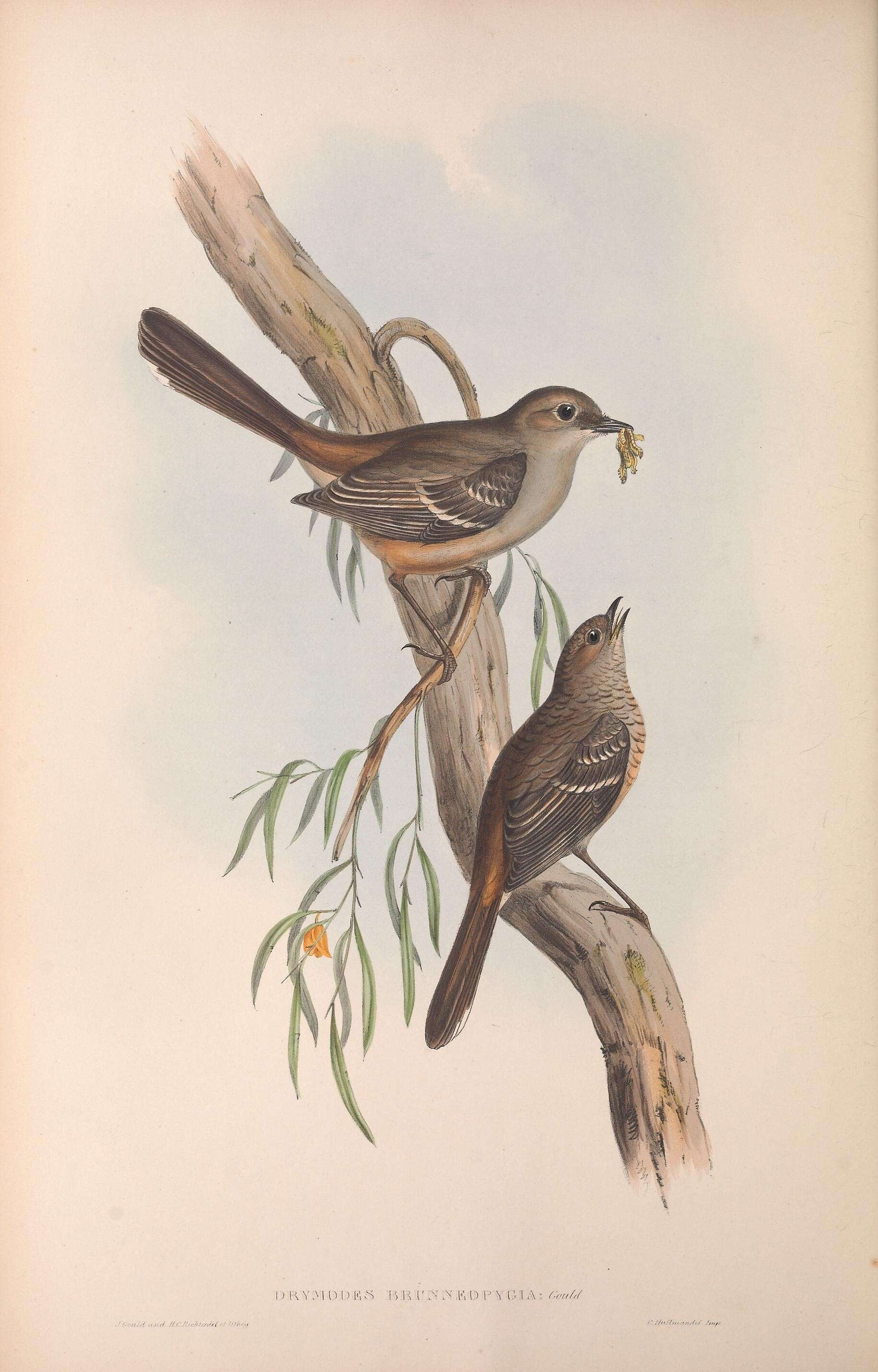 Image of Drymodes Gould 1841