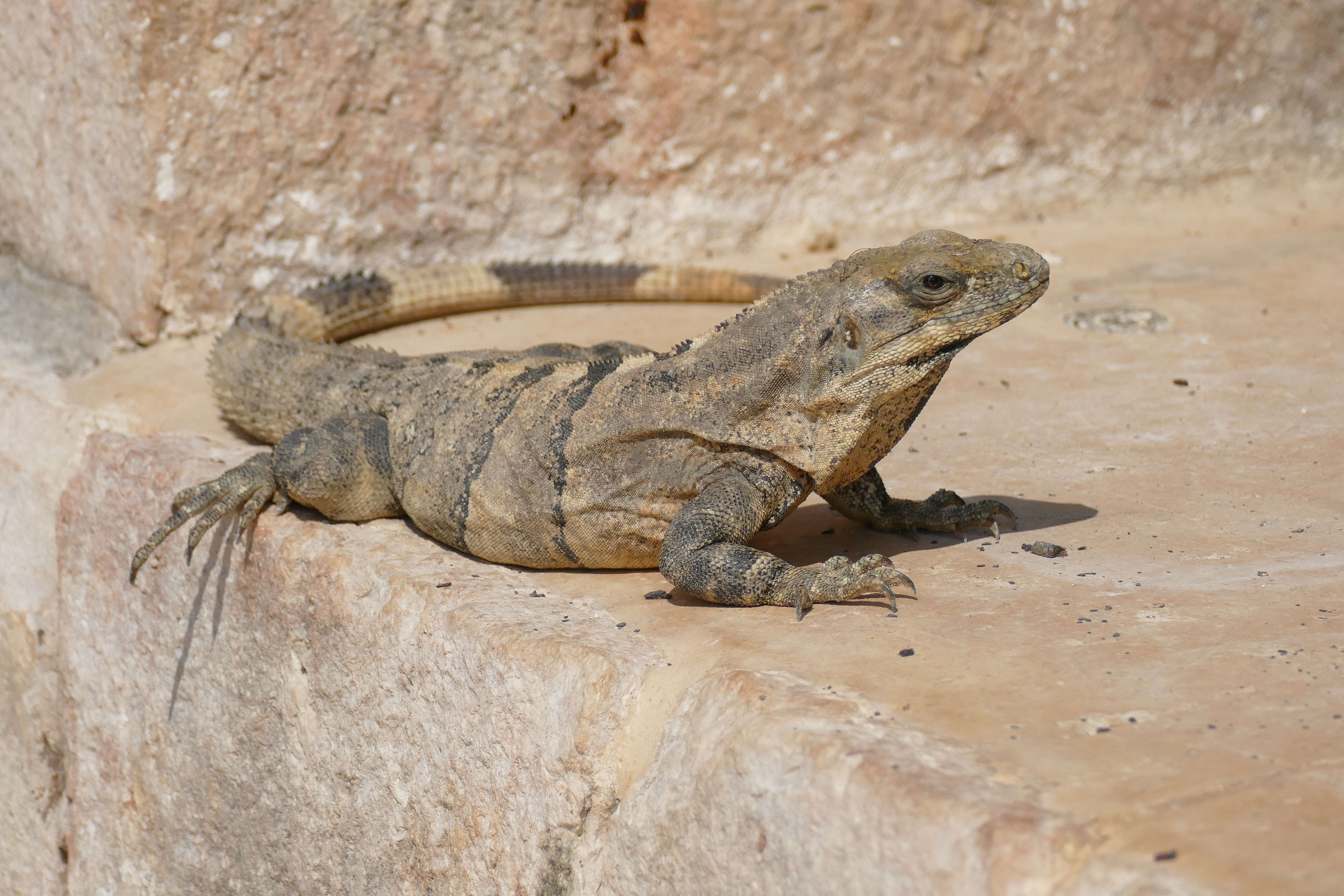 Image of Ctenosaura