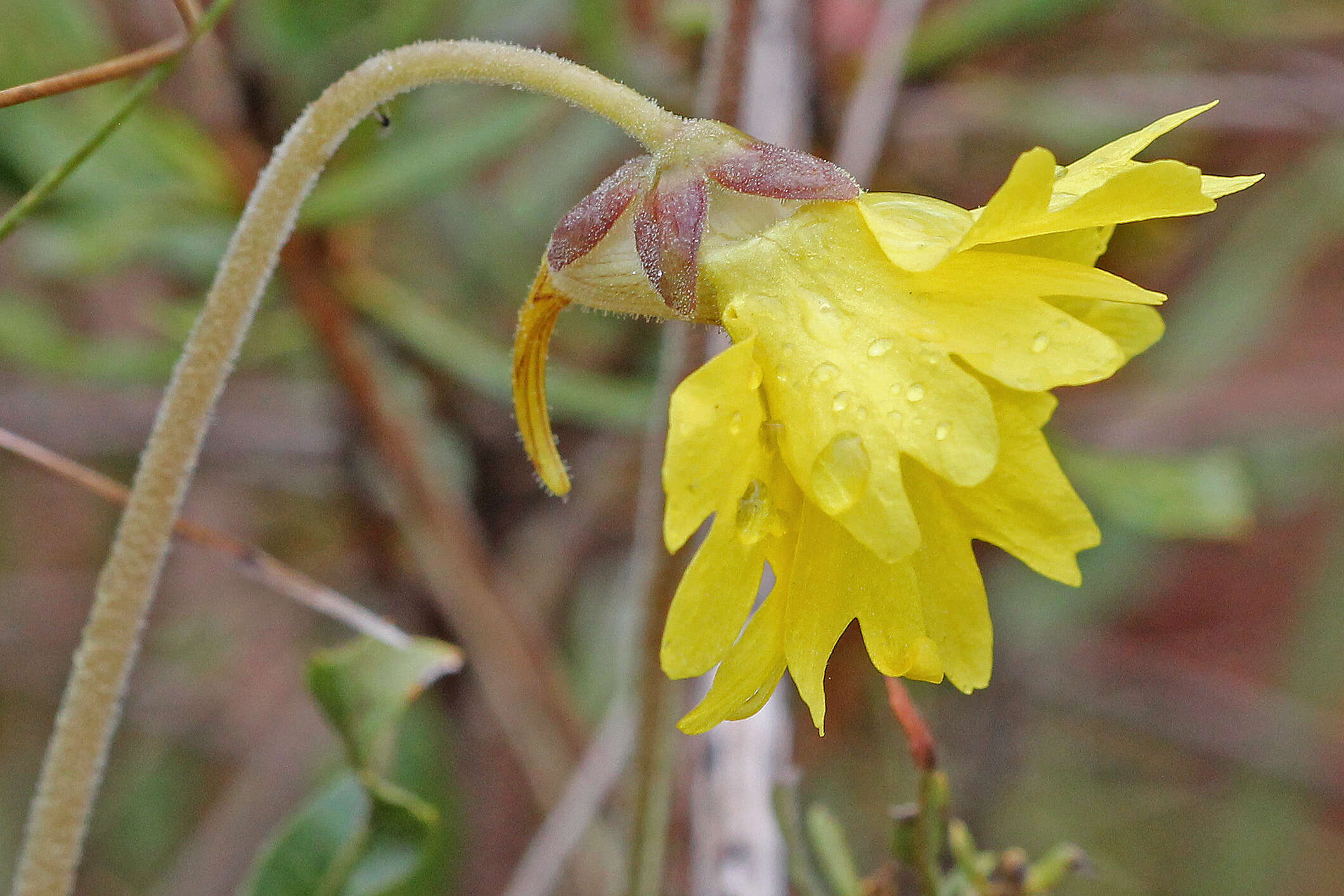 Image of yellow butterwort