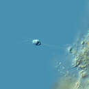 Image of Codosiga gracilis (Kent 1880) De Saedeleer 1927