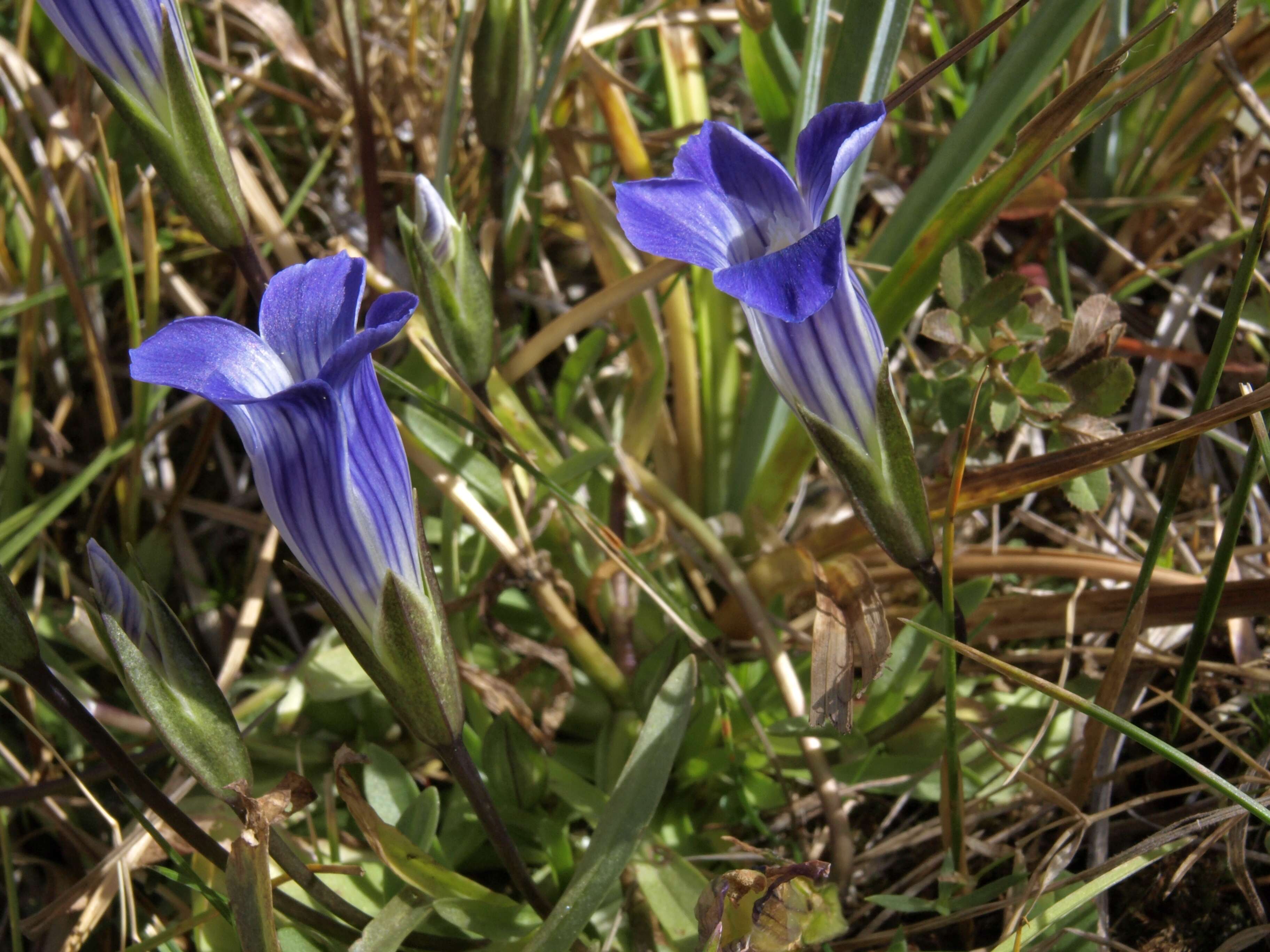 Image of fringed gentian