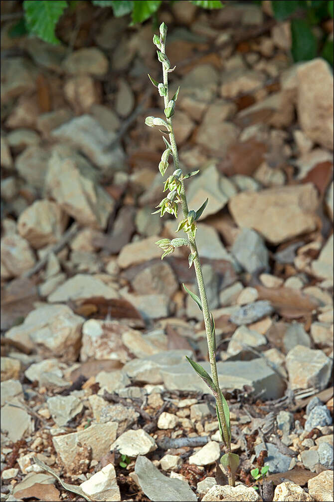 Image of Helleborine