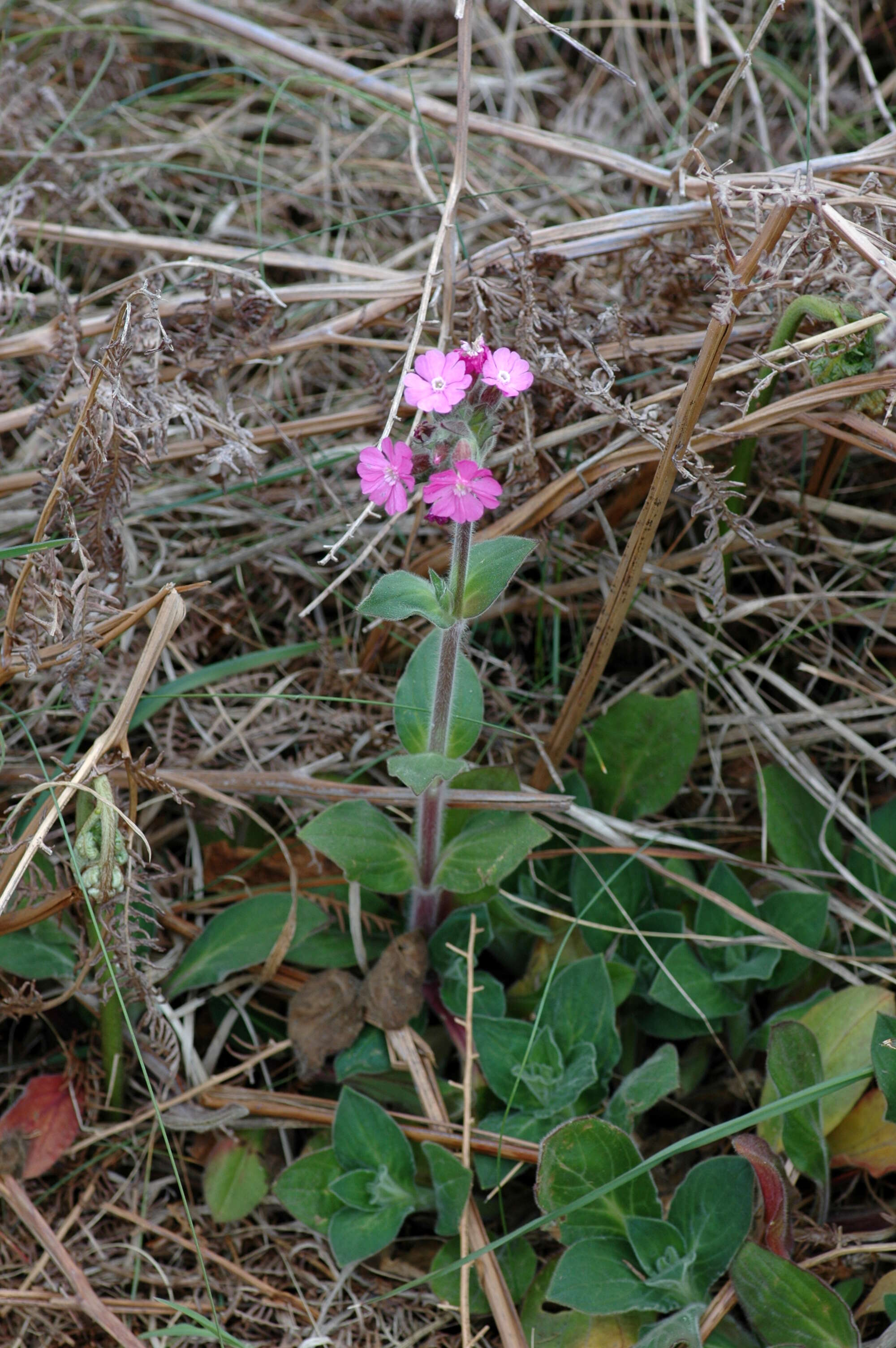 Image of red catchfly