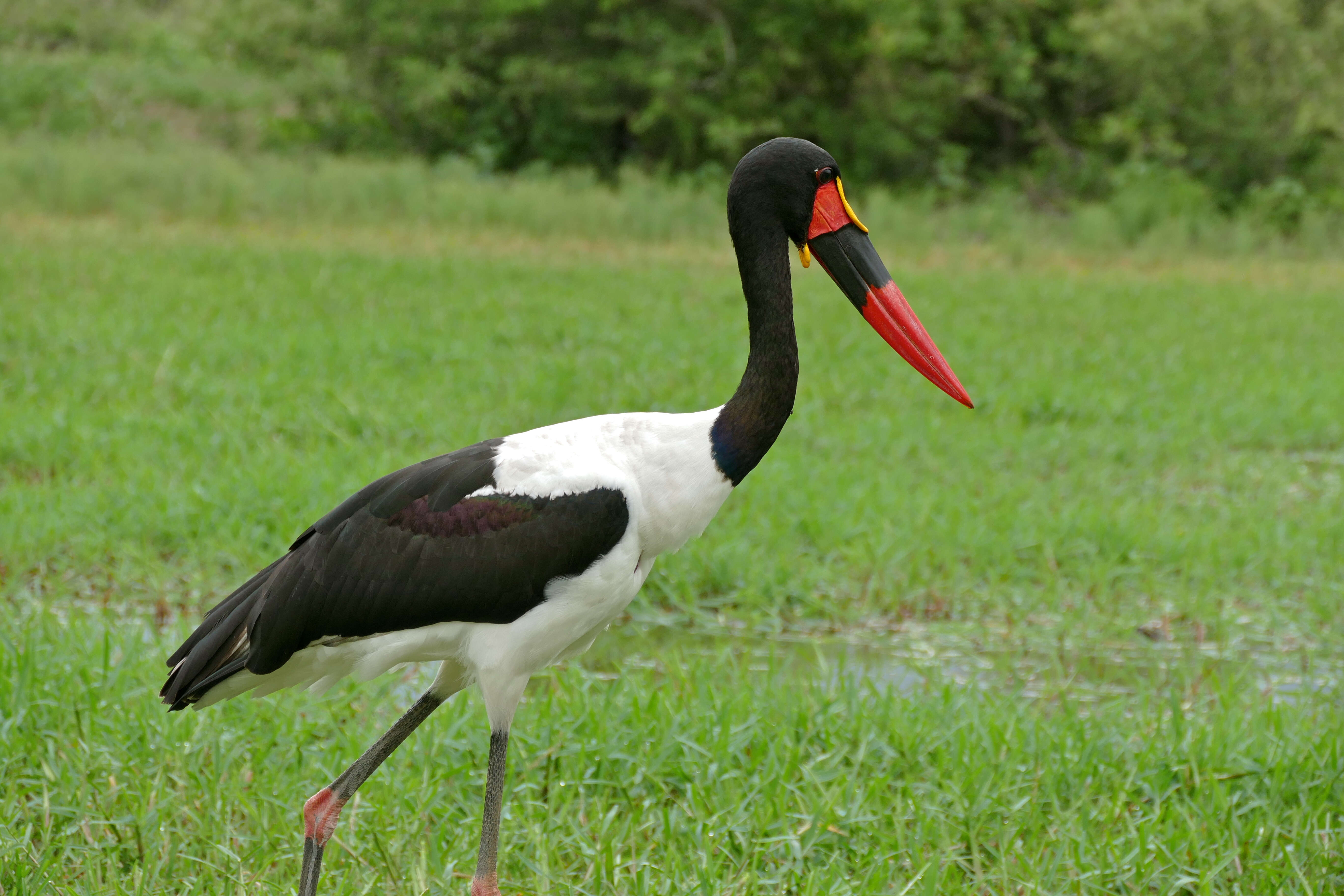 Image of Ephippiorhynchus Bonaparte 1855