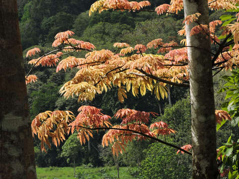 Image of kapoktree