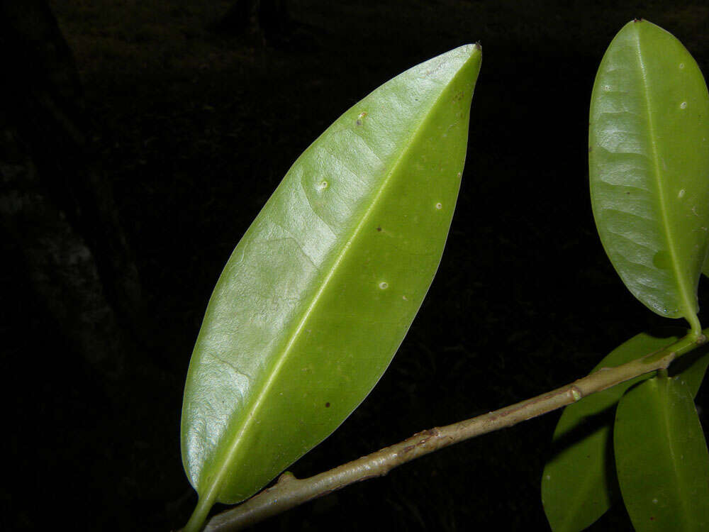 Image of Sarcopera sessiliflora (Triana & Planch.) H. G. Bedell