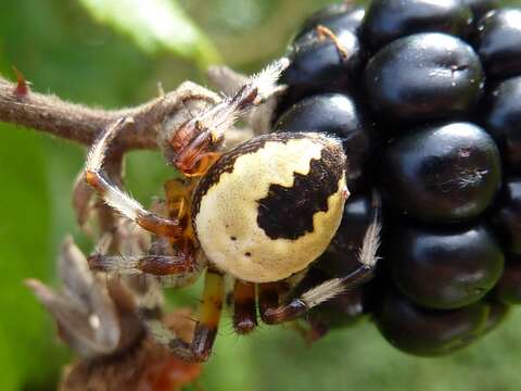 Image of Angulate & Roundshouldered Orbweaver