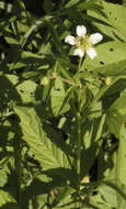 Imagem de Geum laciniatum var. trichocarpum Fern.