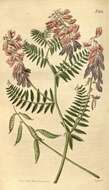 Image of Fine-leaf vetch