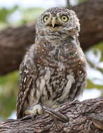 Image of Pearl-spotted Owlet