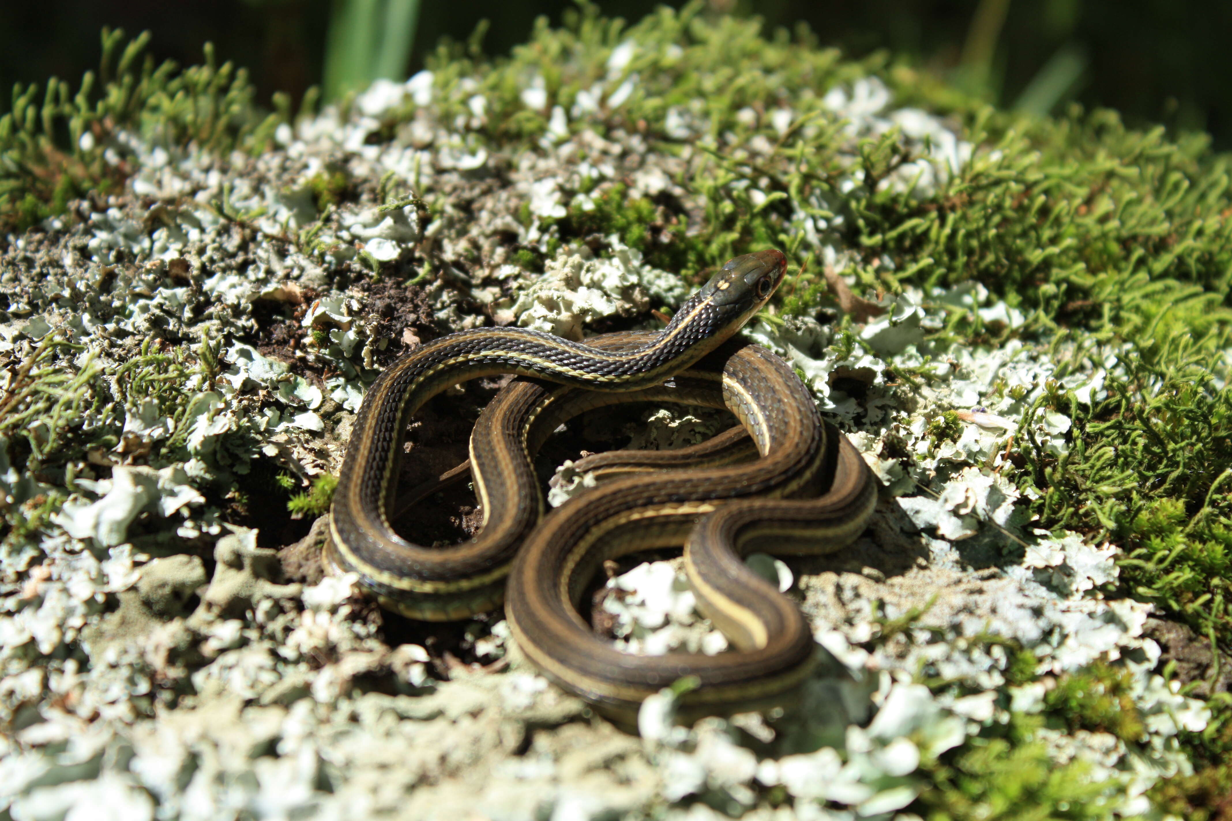 صورة Thamnophis proximus rutiloris (Cope 1885)