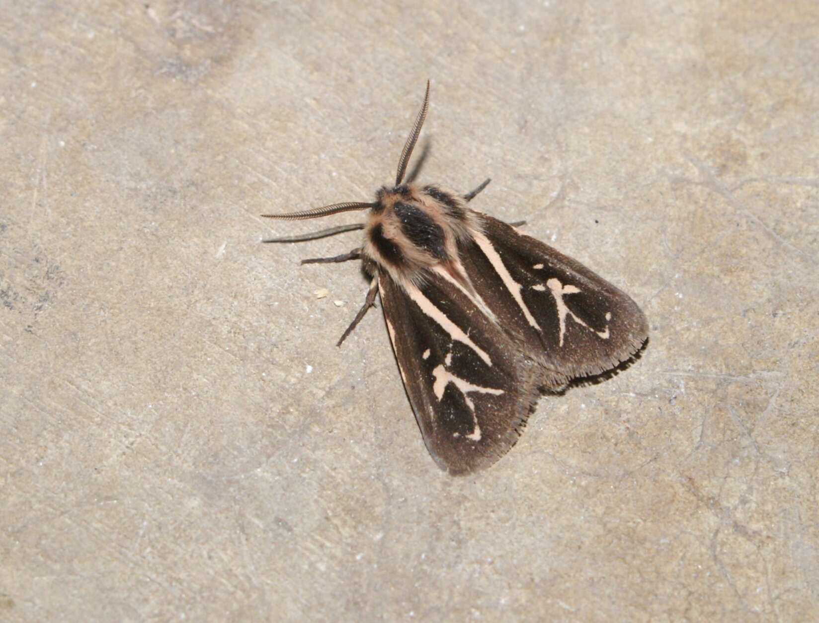 Image of Williams' Tiger Moth