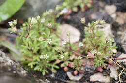 Image of saxifrage