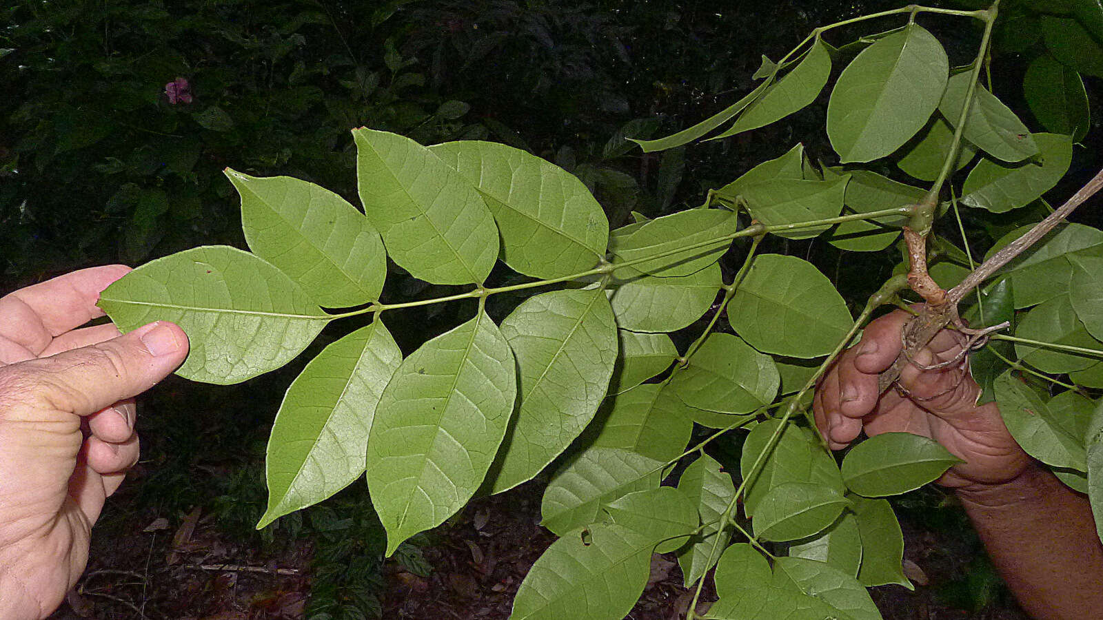 Image of Cissus coccinea Mart. ex Planch.