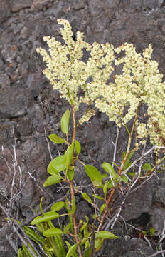 Rumex skottsbergii O. Degener & I. Degener的圖片