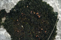 Image of Jelly lichens